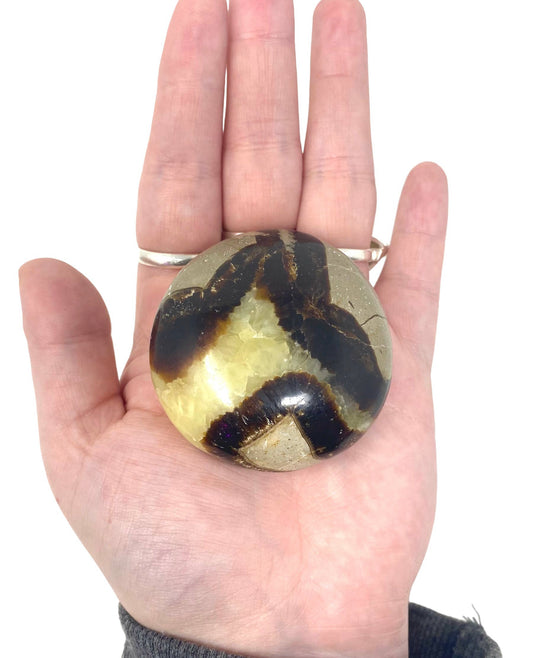 Septarian Palm Stone